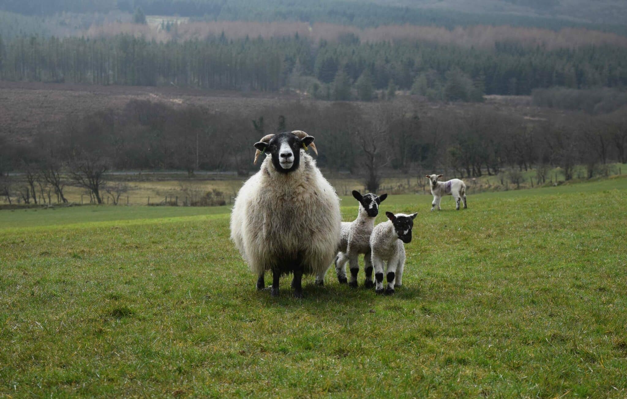 The Sheep Experience – Dunfin Farm